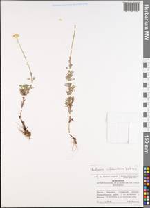 Cota tinctoria subsp. tinctoria, Восточная Европа, Средневолжский район (E8) (Россия)