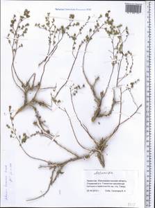 Полынь туранская (Krasch.) Poljak., Средняя Азия и Казахстан, Прикаспийский Устюрт и Северное Приаралье (M8) (Казахстан)