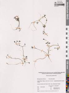 Лютик Гмелина DC., Сибирь, Чукотка и Камчатка (S7) (Россия)