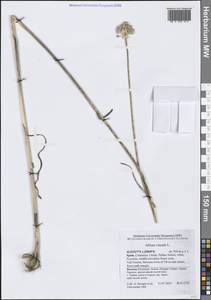 Лук виноградничный L., Западная Европа (EUR) (Испания)