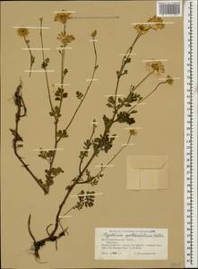 Tanacetum partheniifolium (Willd.) Sch. Bip., Кавказ, Южная Осетия (K4b) (Южная Осетия)