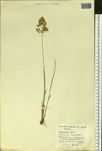 Anthoxanthum nitens (Weber) Y.Schouten & Veldkamp, Сибирь, Прибайкалье и Забайкалье (S4) (Россия)