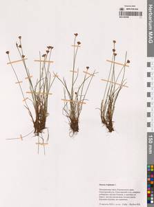 Ситник трехчешуйный L., Сибирь, Чукотка и Камчатка (S7) (Россия)