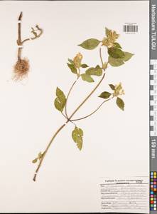 Пикульник красивый, Зябра Mill., Восточная Европа, Центральный район (E4) (Россия)