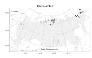 Draba arctica, Крупка арктическая J.Vahl, Атлас флоры России (FLORUS) (Россия)