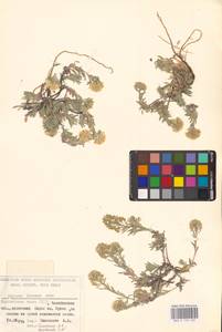 Бурачок ленский Adams, Восточная Европа, Восточный район (E10) (Россия)