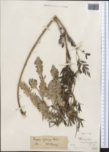 Astragalus tytthocarpus Gontsch., Средняя Азия и Казахстан, Северный и Центральный Тянь-Шань (M4) (Казахстан)