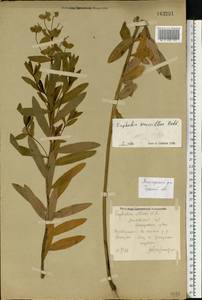 Молочай полумохнатый (Prokh.) Krylov, Восточная Европа, Центральный район (E4) (Россия)