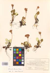 Primula modesta var. fauriei (Franch.) Takeda, Сибирь, Дальний Восток (S6) (Россия)