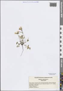 Редька дикая, Редька полевая L., Восточная Европа, Средневолжский район (E8) (Россия)