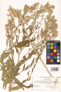 Клоповник широколистный L., Восточная Европа, Нижневолжский район (E9) (Россия)