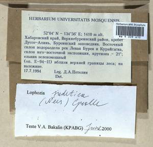 Barbilophozia sudetica (Nees ex Huebener) L. Söderstr., De Roo & Hedd., Гербарий мохообразных, Мхи - Дальний Восток (без Чукотки и Камчатки) (B20) (Россия)