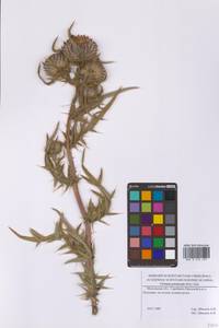 Lophiolepis decussata (Janka) Del Guacchio, Bureš, Iamonico & P.Caputo, Восточная Европа, Московская область и Москва (E4a) (Россия)