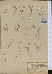 Psammogeton capillifolium (Regel & Schmalh.) Mousavi, Mozaff. & Zarre, Средняя Азия и Казахстан, Памир и Памиро-Алай (M2) (Туркмения)