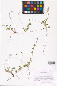 Линнея северная L., Восточная Европа, Северный район (E1) (Россия)