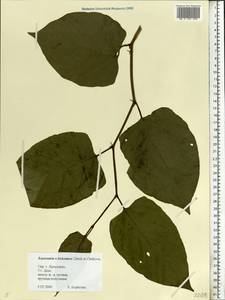 Reynoutria × bohemica Chrtek & Chrtková, Восточная Европа, Центральный лесной район (E5) (Россия)