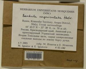 Barbula unguiculata Hedw., Гербарий мохообразных, Мхи - Северный Кавказ и Предкавказье (B12) (Россия)