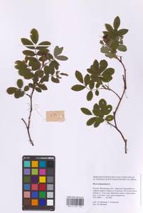 Шиповник майский Herrm., Восточная Европа, Московская область и Москва (E4a) (Россия)