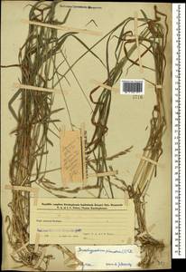 Коротконожка перистая (L.) P.Beauv., Кавказ, Азербайджан (K6) (Азербайджан)