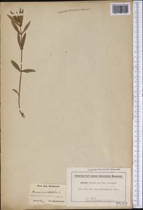 Ammannia latifolia L., Америка (AMER) (США)