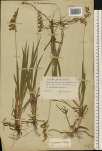 Anthoxanthum repens (Host) Veldkamp, Восточная Европа, Восточный район (E10) (Россия)