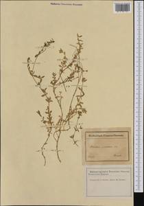 Rhodalsine geniculata (Poir.) F. N. Williams, Западная Европа (EUR) (Франция)
