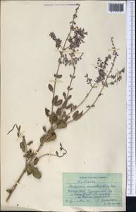 Salvia scrophulariifolia (Bunge) B.T.Drew, Средняя Азия и Казахстан, Памир и Памиро-Алай (M2) (Таджикистан)
