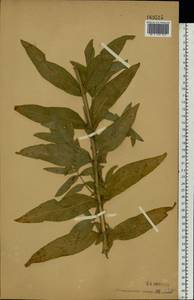 Кипрей волосистый, Кипрей мохнатый L., Восточная Европа, Центральный лесостепной район (E6) (Россия)