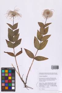 Ломонос цельнолистный L., Восточная Европа, Центральный лесостепной район (E6) (Россия)