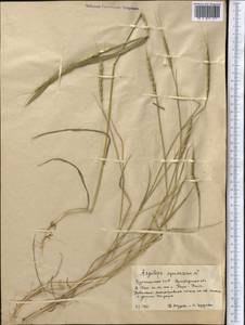 Эгилопс трехдюймовый L., Средняя Азия и Казахстан, Копетдаг, Бадхыз, Малый и Большой Балхан (M1) (Туркмения)