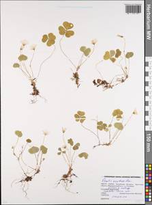 Кислица обыкновенная L., Восточная Европа, Белоруссия (E3a) (Белоруссия)