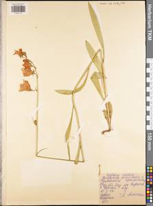 Колокольчик персиколистный L., Восточная Европа, Центральный район (E4) (Россия)