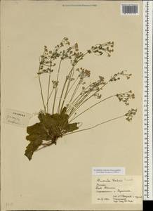 Primula forbesii Franch., Зарубежная Азия (ASIA) (КНР)