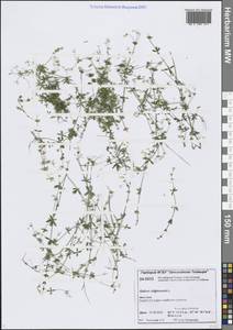 Подмаренник топяной L., Сибирь, Центральная Сибирь (S3) (Россия)