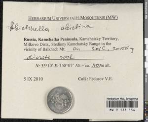 Abietinella abietina (Hedw.) M. Fleisch., Гербарий мохообразных, Мхи - Чукотка и Камчатка (B21) (Россия)