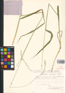 Пырейник смешиваемый (Roshev.) Tzvelev, Сибирь, Чукотка и Камчатка (S7) (Россия)