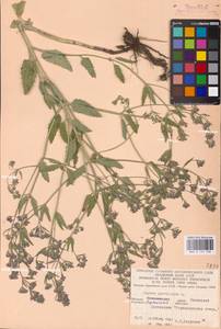 MHA 0 155 708, Nepeta ucranica subsp. parviflora (M.Bieb.) M.Masclans, Восточная Европа, Северо-Украинский район (E11) (Украина)