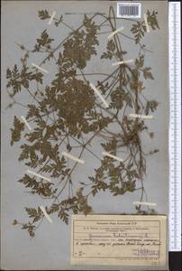 Герань Роберта L., Средняя Азия и Казахстан, Западный Тянь-Шань и Каратау (M3) (Узбекистан)