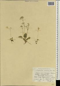 Primula malacoides Franch., Зарубежная Азия (ASIA) (Индия)