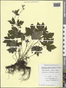 Герань стройная Ledeb., Кавказ, Черноморское побережье (от Новороссийска до Адлера) (K3) (Россия)