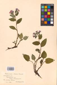 Медуница неясная, Медуница темная Dumort., Восточная Европа, Московская область и Москва (E4a) (Россия)