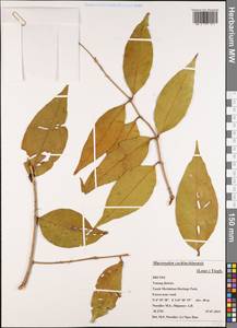 Macrosolen cochinchinensis (Lour.) Tiegh., Зарубежная Азия (ASIA) (Бруней)