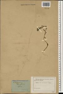 Буглосоидес тонкоцветковый (L. fil.) I. M. Johnst., Кавказ, Грузия (K4) (Грузия)