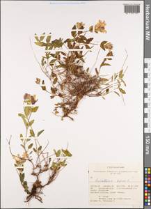 Шлемник приземистый L., Сибирь, Алтай и Саяны (S2) (Россия)