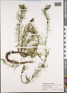 Уруть мутовчатая L., Сибирь, Якутия (S5) (Россия)