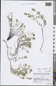 Thymus pannonicus All., Восточная Европа, Восточный район (E10) (Россия)