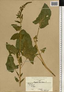 Блитум доброго Генриха (L.) Rchb., Восточная Европа, Центральный район (E4) (Россия)