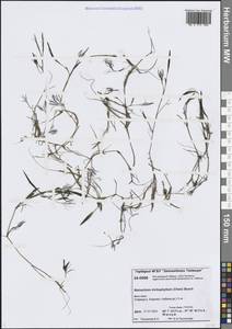 Лютик волосолистный, Шелковник волосолистный Chaix, Сибирь, Центральная Сибирь (S3) (Россия)