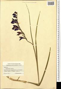 Шпажник темно-фиолетовый Boiss., Кавказ, Армения (K5) (Армения)
