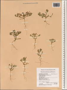 Mesembryanthemum nodiflorum L., Зарубежная Азия (ASIA) (Кипр)
